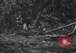 Image chien de combat l'île de Bougainville en Papouasie-Nouvelle-Guinée, 1944, de la seconde 13 séquences d'archives historiques vidéo 65675046502