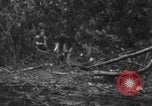 Image chien de combat l'île de Bougainville en Papouasie-Nouvelle-Guinée, 1944, de la seconde 14 séquences d'archives historiques vidéo 65675046502