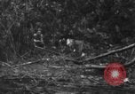 Image chien de combat l'île de Bougainville en Papouasie-Nouvelle-Guinée, 1944, de la seconde 17 séquences d'archives historiques vidéo 65675046502