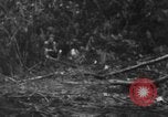 Image chien de combat l'île de Bougainville en Papouasie-Nouvelle-Guinée, 1944, de la seconde 18 séquences d'archives historiques vidéo 65675046502