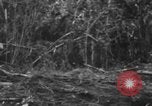 Image chien de combat l'île de Bougainville en Papouasie-Nouvelle-Guinée, 1944, de la seconde 19 séquences d'archives historiques vidéo 65675046502