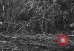 Image chien de combat l'île de Bougainville en Papouasie-Nouvelle-Guinée, 1944, de la seconde 20 séquences d'archives historiques vidéo 65675046502