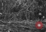 Image chien de combat l'île de Bougainville en Papouasie-Nouvelle-Guinée, 1944, de la seconde 21 séquences d'archives historiques vidéo 65675046502