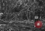 Image chien de combat l'île de Bougainville en Papouasie-Nouvelle-Guinée, 1944, de la seconde 22 séquences d'archives historiques vidéo 65675046502