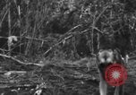 Image chien de combat l'île de Bougainville en Papouasie-Nouvelle-Guinée, 1944, de la seconde 23 séquences d'archives historiques vidéo 65675046502