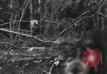 Image chien de combat l'île de Bougainville en Papouasie-Nouvelle-Guinée, 1944, de la seconde 24 séquences d'archives historiques vidéo 65675046502