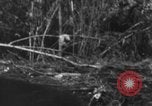 Image chien de combat l'île de Bougainville en Papouasie-Nouvelle-Guinée, 1944, de la seconde 25 séquences d'archives historiques vidéo 65675046502