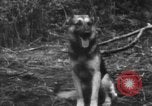 Image chien de combat l'île de Bougainville en Papouasie-Nouvelle-Guinée, 1944, de la seconde 26 séquences d'archives historiques vidéo 65675046502
