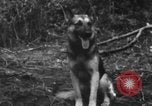 Image chien de combat l'île de Bougainville en Papouasie-Nouvelle-Guinée, 1944, de la seconde 27 séquences d'archives historiques vidéo 65675046502