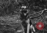 Image chien de combat l'île de Bougainville en Papouasie-Nouvelle-Guinée, 1944, de la seconde 28 séquences d'archives historiques vidéo 65675046502