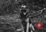 Image chien de combat l'île de Bougainville en Papouasie-Nouvelle-Guinée, 1944, de la seconde 29 séquences d'archives historiques vidéo 65675046502