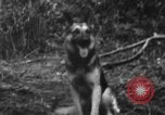 Image chien de combat l'île de Bougainville en Papouasie-Nouvelle-Guinée, 1944, de la seconde 30 séquences d'archives historiques vidéo 65675046502