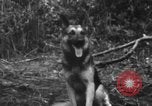 Image chien de combat l'île de Bougainville en Papouasie-Nouvelle-Guinée, 1944, de la seconde 31 séquences d'archives historiques vidéo 65675046502