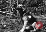 Image chien de combat l'île de Bougainville en Papouasie-Nouvelle-Guinée, 1944, de la seconde 32 séquences d'archives historiques vidéo 65675046502