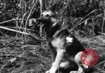 Image chien de combat l'île de Bougainville en Papouasie-Nouvelle-Guinée, 1944, de la seconde 33 séquences d'archives historiques vidéo 65675046502