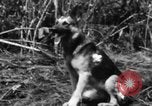 Image chien de combat l'île de Bougainville en Papouasie-Nouvelle-Guinée, 1944, de la seconde 34 séquences d'archives historiques vidéo 65675046502