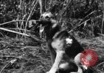 Image chien de combat l'île de Bougainville en Papouasie-Nouvelle-Guinée, 1944, de la seconde 35 séquences d'archives historiques vidéo 65675046502