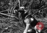Image chien de combat l'île de Bougainville en Papouasie-Nouvelle-Guinée, 1944, de la seconde 36 séquences d'archives historiques vidéo 65675046502