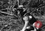 Image chien de combat l'île de Bougainville en Papouasie-Nouvelle-Guinée, 1944, de la seconde 37 séquences d'archives historiques vidéo 65675046502