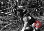 Image chien de combat l'île de Bougainville en Papouasie-Nouvelle-Guinée, 1944, de la seconde 38 séquences d'archives historiques vidéo 65675046502