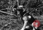 Image chien de combat l'île de Bougainville en Papouasie-Nouvelle-Guinée, 1944, de la seconde 39 séquences d'archives historiques vidéo 65675046502