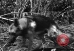 Image chien de combat l'île de Bougainville en Papouasie-Nouvelle-Guinée, 1944, de la seconde 40 séquences d'archives historiques vidéo 65675046502