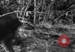 Image chien de combat l'île de Bougainville en Papouasie-Nouvelle-Guinée, 1944, de la seconde 41 séquences d'archives historiques vidéo 65675046502