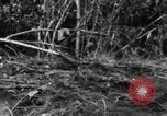 Image chien de combat l'île de Bougainville en Papouasie-Nouvelle-Guinée, 1944, de la seconde 42 séquences d'archives historiques vidéo 65675046502