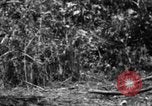 Image chien de combat l'île de Bougainville en Papouasie-Nouvelle-Guinée, 1944, de la seconde 43 séquences d'archives historiques vidéo 65675046502