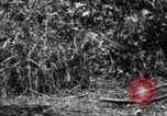 Image chien de combat l'île de Bougainville en Papouasie-Nouvelle-Guinée, 1944, de la seconde 46 séquences d'archives historiques vidéo 65675046502