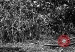 Image chien de combat l'île de Bougainville en Papouasie-Nouvelle-Guinée, 1944, de la seconde 47 séquences d'archives historiques vidéo 65675046502