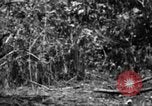 Image chien de combat l'île de Bougainville en Papouasie-Nouvelle-Guinée, 1944, de la seconde 49 séquences d'archives historiques vidéo 65675046502