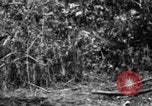 Image chien de combat l'île de Bougainville en Papouasie-Nouvelle-Guinée, 1944, de la seconde 50 séquences d'archives historiques vidéo 65675046502
