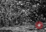Image chien de combat l'île de Bougainville en Papouasie-Nouvelle-Guinée, 1944, de la seconde 51 séquences d'archives historiques vidéo 65675046502