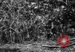 Image chien de combat l'île de Bougainville en Papouasie-Nouvelle-Guinée, 1944, de la seconde 52 séquences d'archives historiques vidéo 65675046502