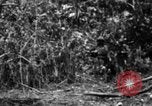 Image chien de combat l'île de Bougainville en Papouasie-Nouvelle-Guinée, 1944, de la seconde 53 séquences d'archives historiques vidéo 65675046502