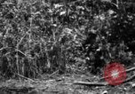 Image chien de combat l'île de Bougainville en Papouasie-Nouvelle-Guinée, 1944, de la seconde 54 séquences d'archives historiques vidéo 65675046502
