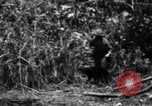 Image chien de combat l'île de Bougainville en Papouasie-Nouvelle-Guinée, 1944, de la seconde 55 séquences d'archives historiques vidéo 65675046502