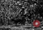 Image chien de combat l'île de Bougainville en Papouasie-Nouvelle-Guinée, 1944, de la seconde 56 séquences d'archives historiques vidéo 65675046502