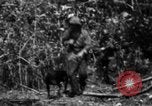Image chien de combat l'île de Bougainville en Papouasie-Nouvelle-Guinée, 1944, de la seconde 57 séquences d'archives historiques vidéo 65675046502