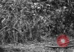 Image chien de combat l'île de Bougainville en Papouasie-Nouvelle-Guinée, 1944, de la seconde 60 séquences d'archives historiques vidéo 65675046502