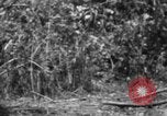 Image chien de combat l'île de Bougainville en Papouasie-Nouvelle-Guinée, 1944, de la seconde 61 séquences d'archives historiques vidéo 65675046502