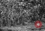 Image chien de combat l'île de Bougainville en Papouasie-Nouvelle-Guinée, 1944, de la seconde 62 séquences d'archives historiques vidéo 65675046502
