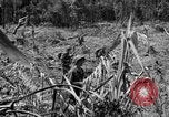 Image of 145th Infantry Regiment Solomon Islands, 1944, second 4 stock footage video 65675046506