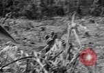 Image of 145th Infantry Regiment Solomon Islands, 1944, second 6 stock footage video 65675046506