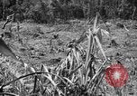 Image of 145th Infantry Regiment Solomon Islands, 1944, second 7 stock footage video 65675046506