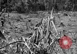 Image of 145th Infantry Regiment Solomon Islands, 1944, second 8 stock footage video 65675046506