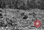 Image of 145th Infantry Regiment Solomon Islands, 1944, second 43 stock footage video 65675046506