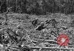 Image of 145th Infantry Regiment Solomon Islands, 1944, second 44 stock footage video 65675046506