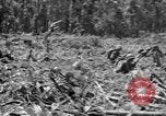 Image of 145th Infantry Regiment Solomon Islands, 1944, second 45 stock footage video 65675046506